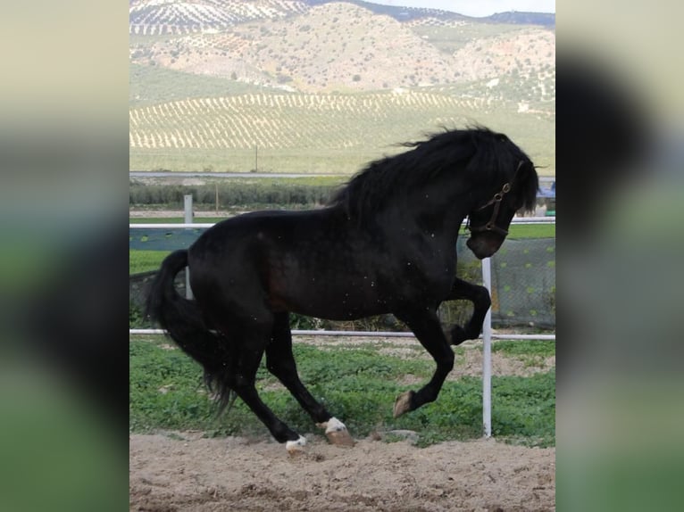 PRE Mix Stallion 4 years 16 hh in Almerimar