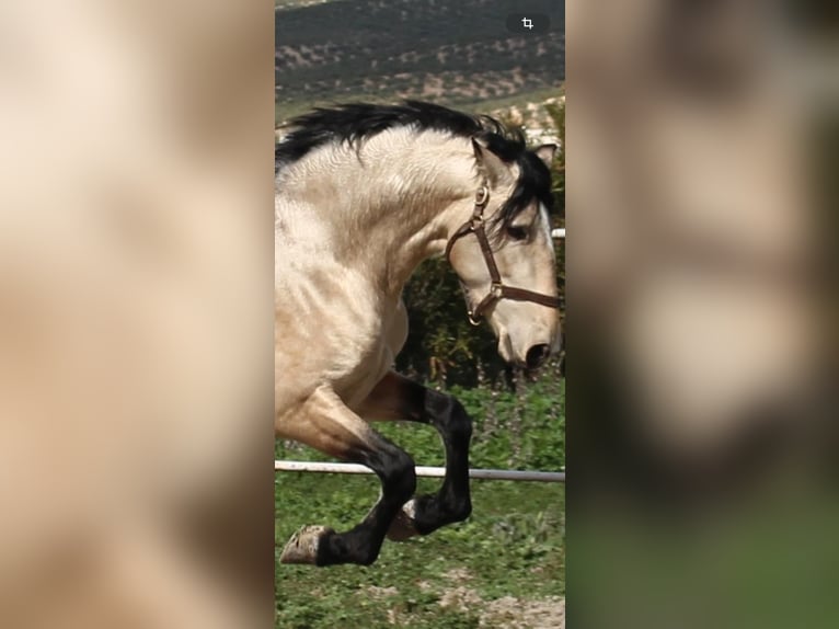 PRE Mix Stallion 4 years 16 hh in Almerimar