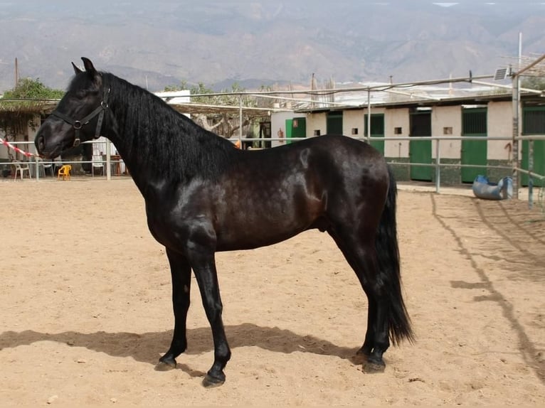 PRE Mix Stallion 4 years 16 hh in Torrevieja