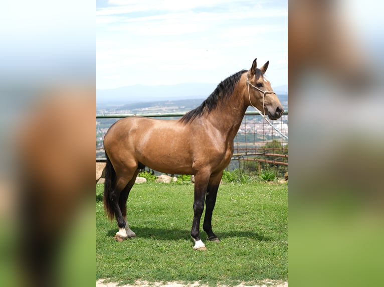 PRE Mix Stallion 4 years 16 hh Dun in Hamburg