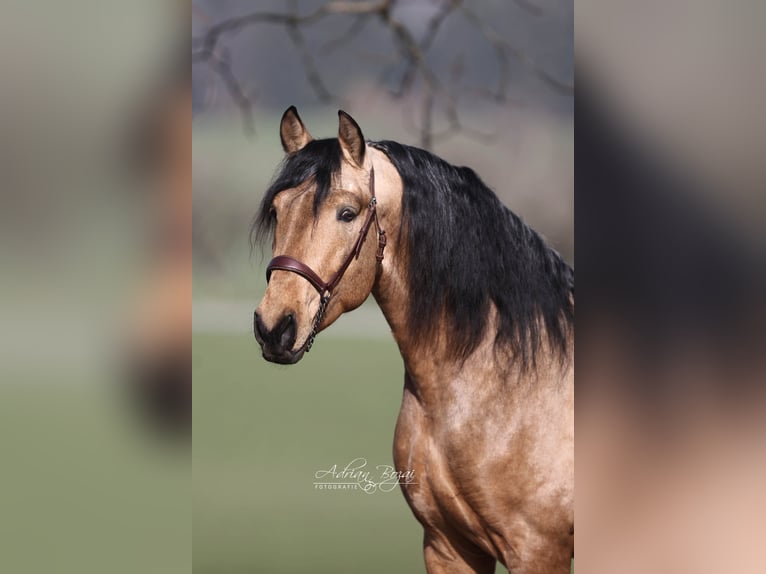 PRE Mix Stallion 4 years 16 hh Dun in Niederstaufen