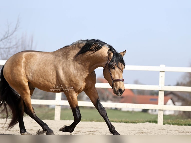 PRE Mix Stallion 4 years 16 hh Dun in Niederstaufen