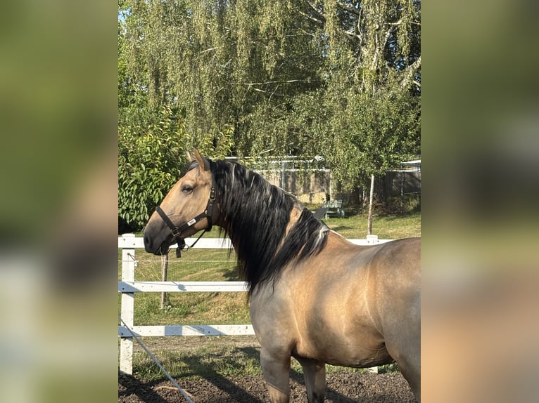 PRE Mix Stallion 4 years 16 hh Dun in Niederstaufen