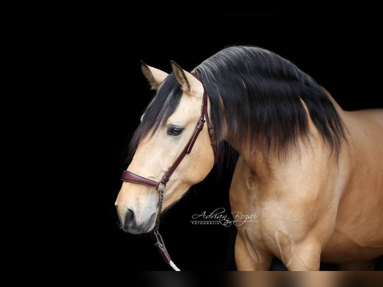 PRE Stallion 4 years 16 hh Dun in Sigmarszell