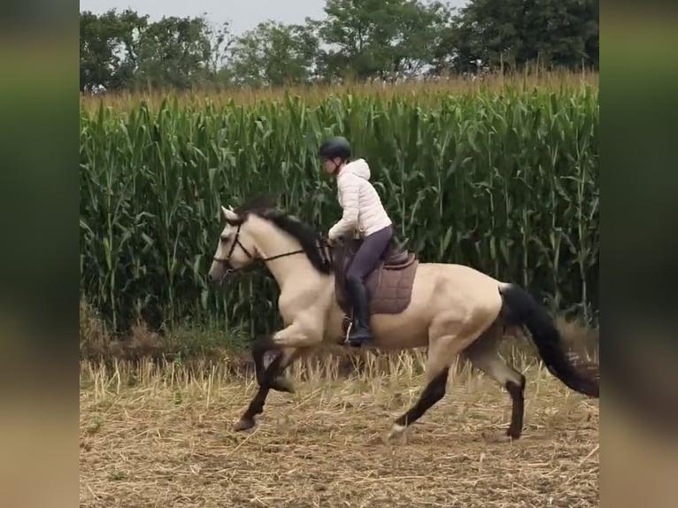 PRE Mix Stallion 4 years 16 hh Dun in Traventhal
