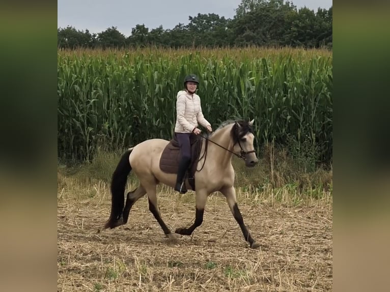 PRE Mix Stallion 4 years 16 hh Dun in Traventhal