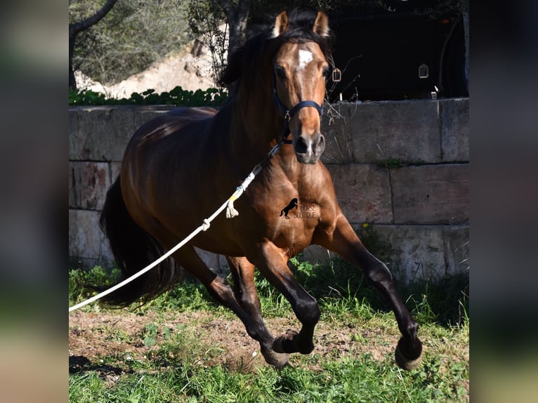 PRE Stallion 4 years 16 hh Dun in Mallorca