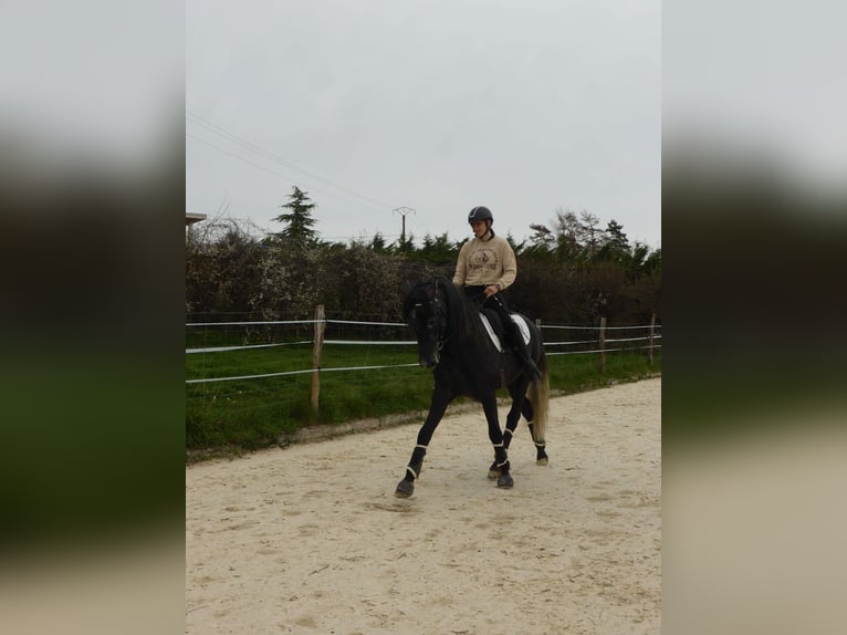 PRE Stallion 4 years 16 hh in Chatillon
