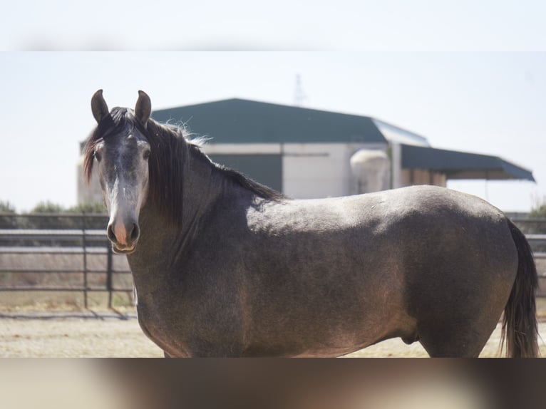 PRE Mix Stallion 4 years 16 hh Gray-Blue-Tan in Barcelona