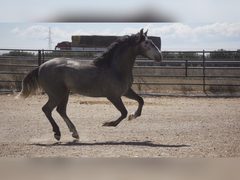 PRE Mix Stallion 4 years 16 hh Gray-Blue-Tan in Barcelona