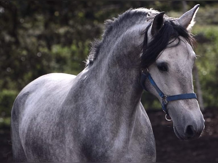 PRE Stallion 4 years 16 hh Gray-Dapple in Sevilla