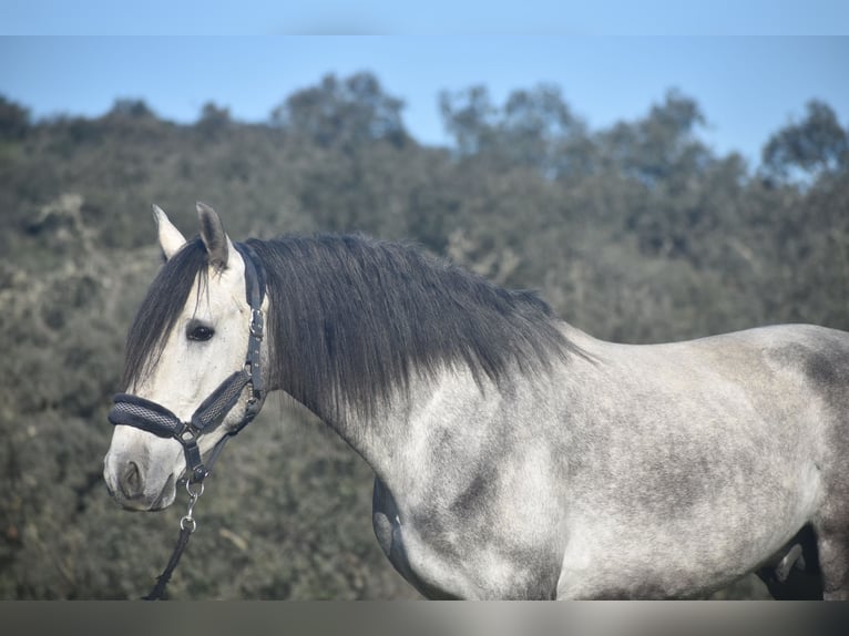 PRE Stallion 4 years 16 hh Gray-Dapple in Sevilla