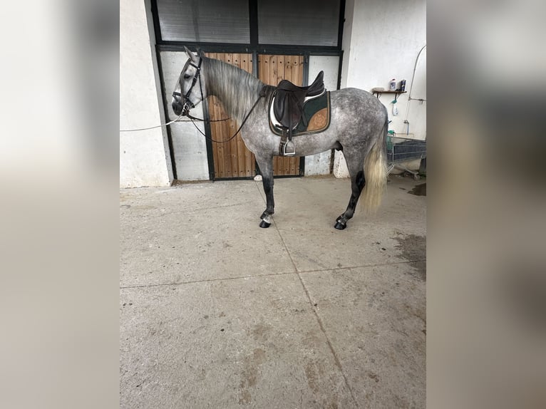 PRE Stallion 4 years 16 hh Gray-Dapple in Valderrubio