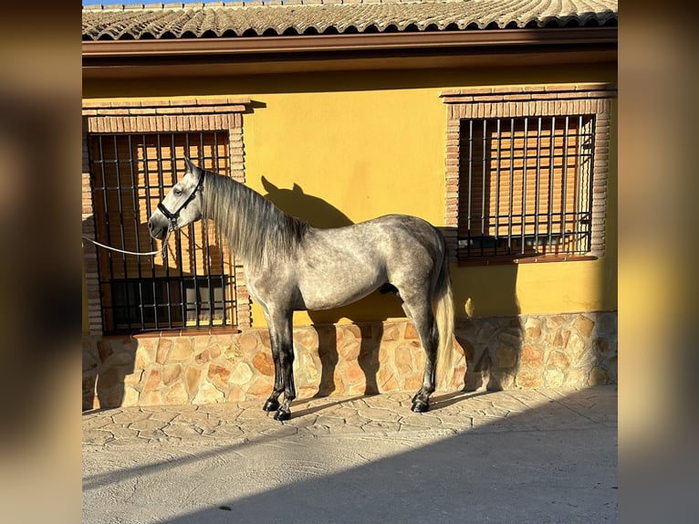 PRE Stallion 4 years 16 hh Gray-Dapple in Valderrubio