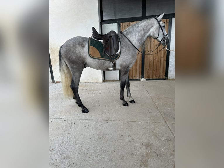 PRE Stallion 4 years 16 hh Gray-Dapple in Valderrubio