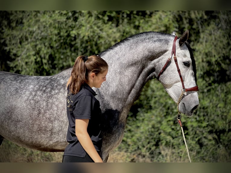 PRE Mix Stallion 4 years 16 hh Gray-Dapple in Jerez de la Frontera