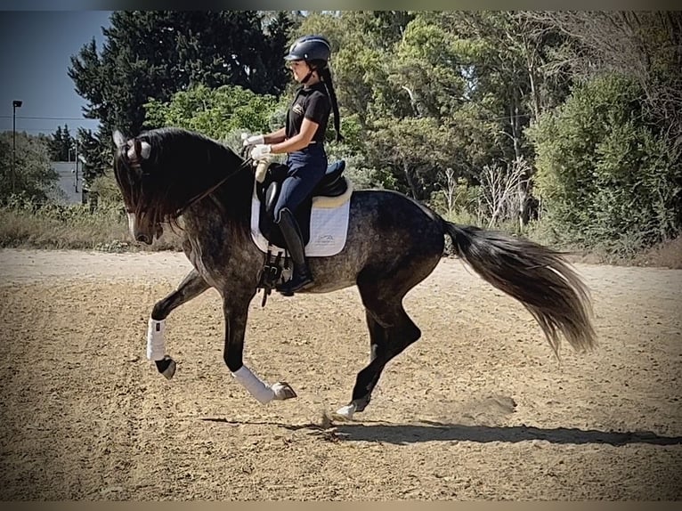 PRE Mix Stallion 4 years 16 hh Gray-Dapple in Jerez de la Frontera