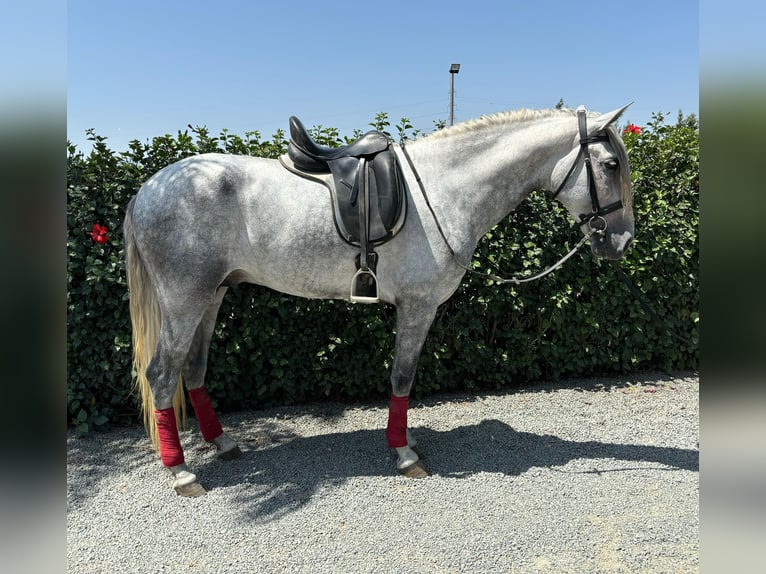 PRE Mix Stallion 4 years 16 hh Gray-Dapple in Malaga