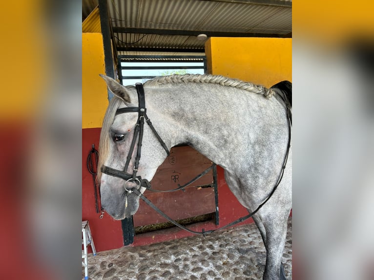 PRE Mix Stallion 4 years 16 hh Gray-Dapple in Malaga