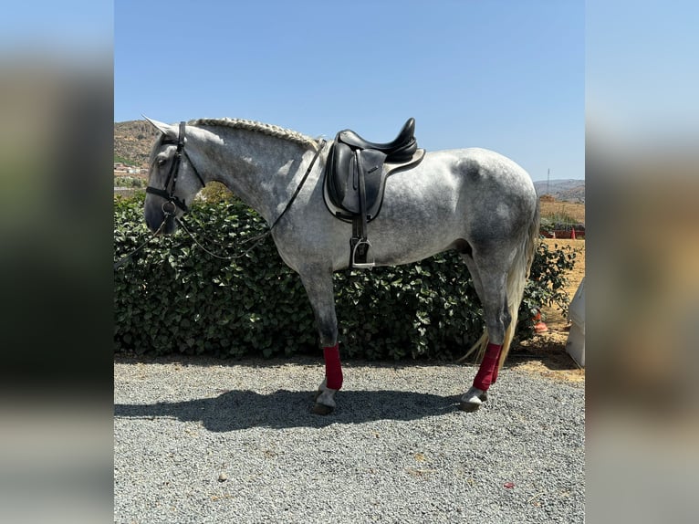 PRE Mix Stallion 4 years 16 hh Gray-Dapple in Malaga