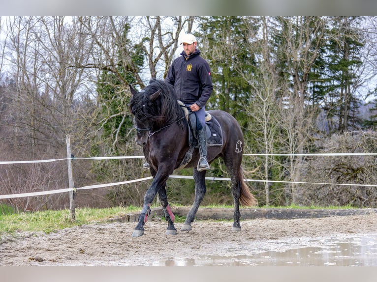 PRE Stallion 4 years 16 hh Gray-Dapple in Aeugst am Albis
