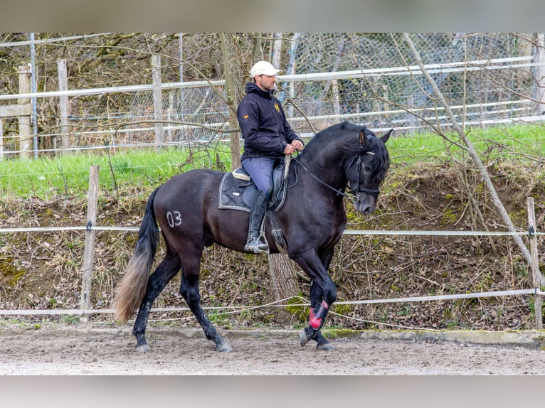 PRE Stallion 4 years 16 hh Gray-Dapple in Aeugst am Albis