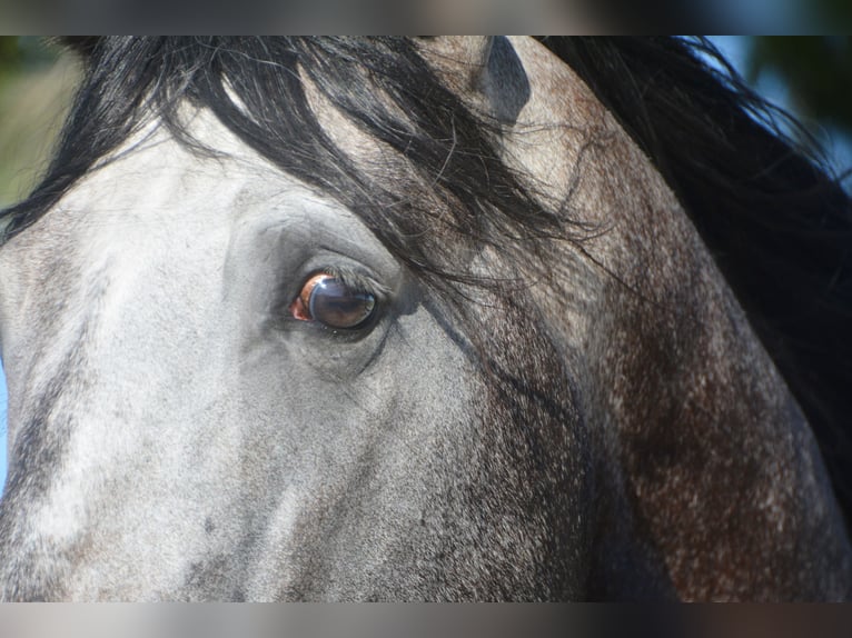 PRE Stallion 4 years 16 hh Gray-Dapple in Vejer de la Fronera