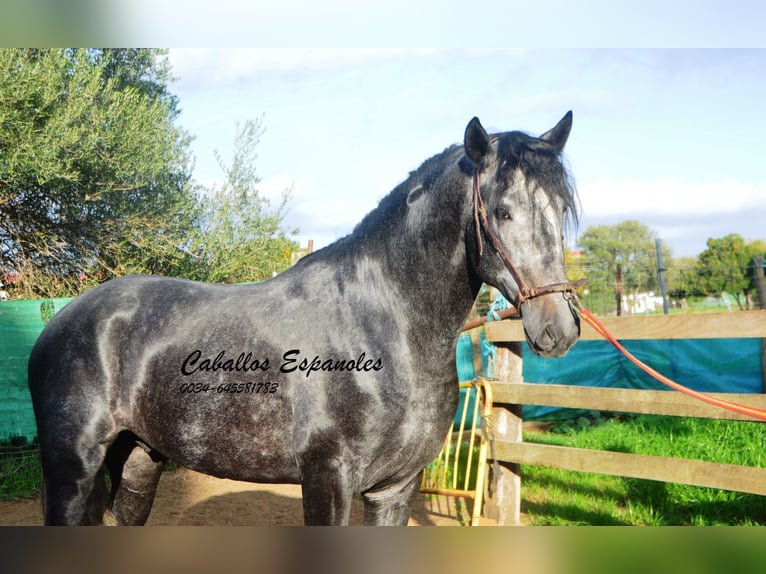 PRE Stallion 4 years 16 hh Gray-Dapple in Vejer de la Frontera