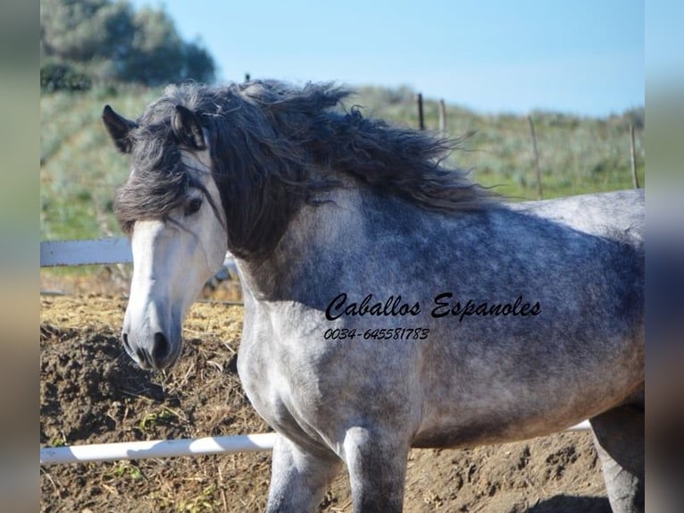 PRE Stallion 4 years 16 hh Gray-Dapple in Vejer de la Frontera