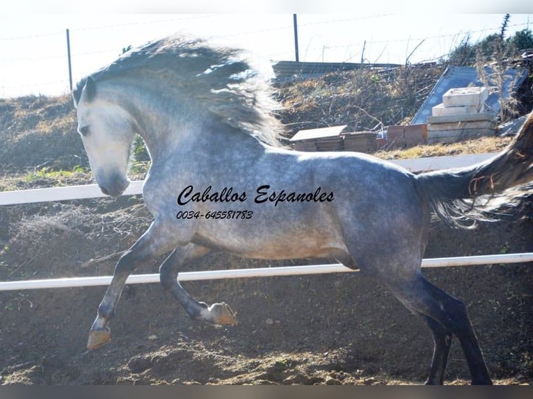 PRE Stallion 4 years 16 hh Gray-Dapple in Vejer de la Frontera