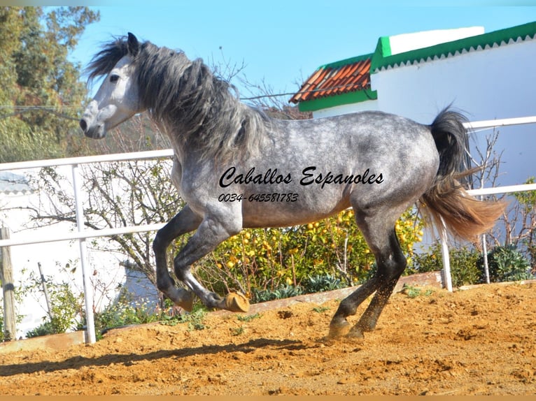 PRE Stallion 4 years 16 hh Gray-Dapple in Vejer de la Frontera