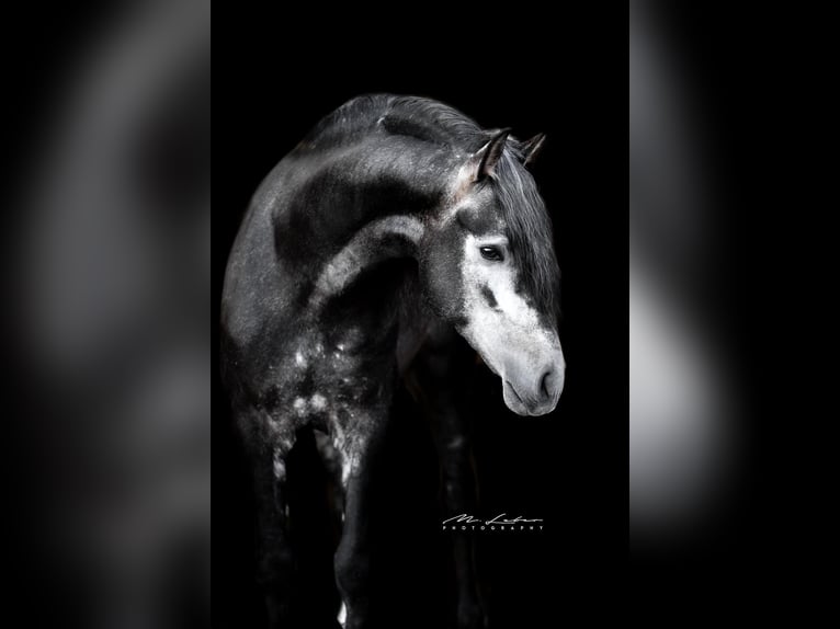 PRE Mix Stallion 4 years 16 hh Gray-Dark-Tan in Lonnig