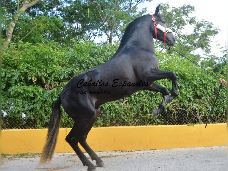 PRE Stallion 4 years 16 hh Gray-Dark-Tan in Vejer de la Frontera