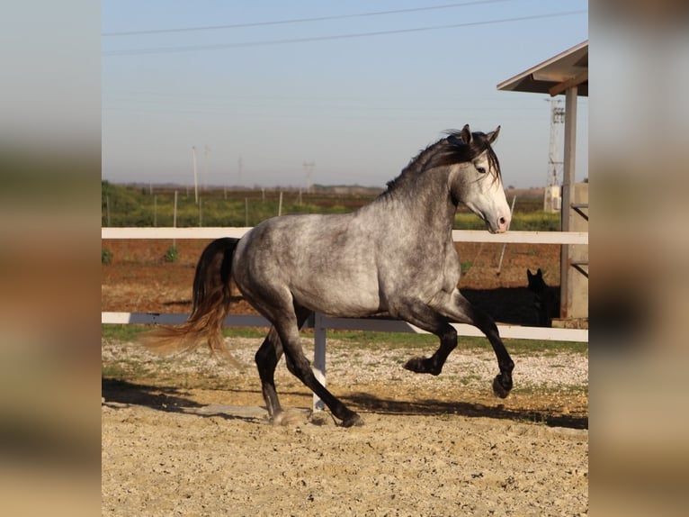 PRE Mix Stallion 4 years 16 hh Gray in La Rinconada
