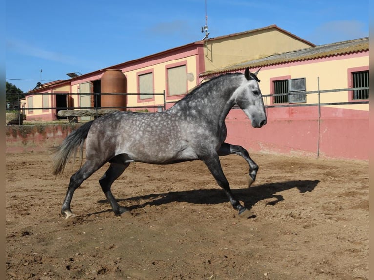 PRE Mix Stallion 4 years 16 hh Gray in Medellin
