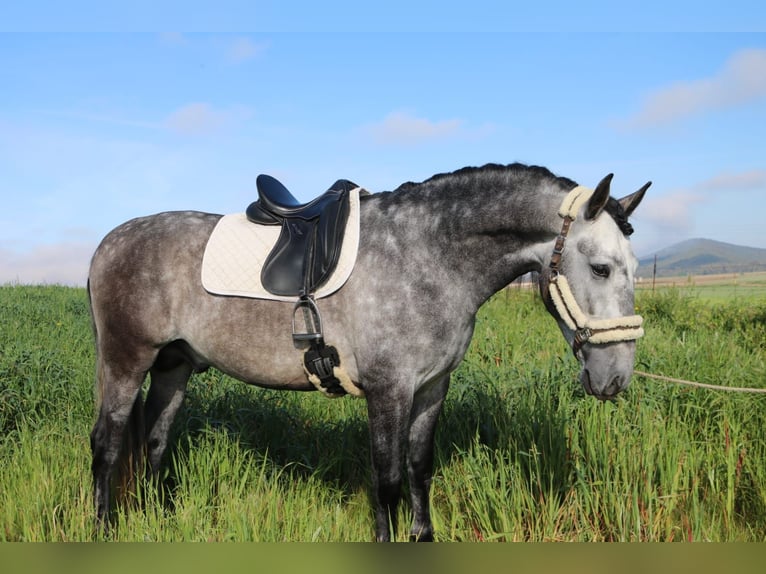 PRE Mix Stallion 4 years 16 hh Gray in Medellin