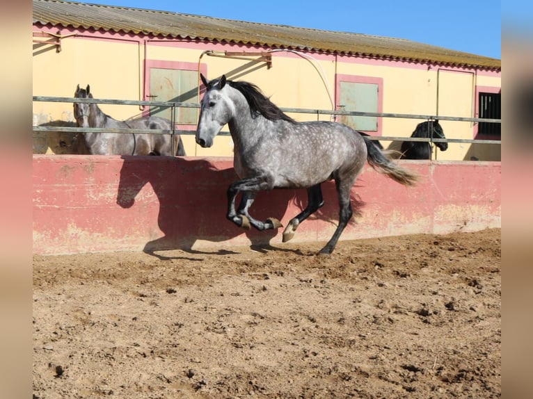 PRE Mix Stallion 4 years 16 hh Gray in Medellin