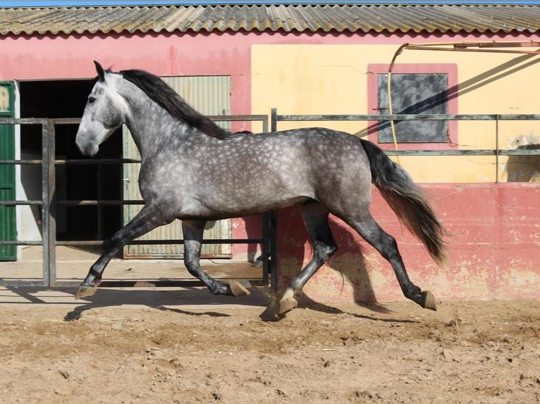 PRE Mix Stallion 4 years 16 hh Gray in Medellin