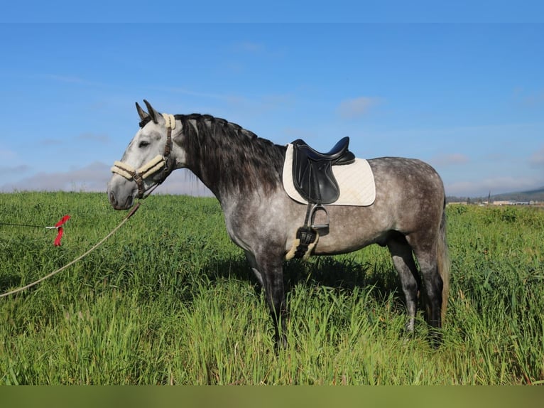 PRE Mix Stallion 4 years 16 hh Gray in Medellin