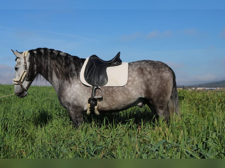 PRE Mix Stallion 4 years 16 hh Gray in Medellin