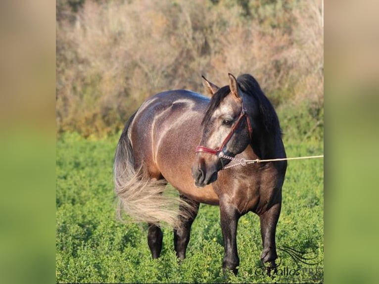 PRE Stallion 4 years 16 hh Gray in Merida