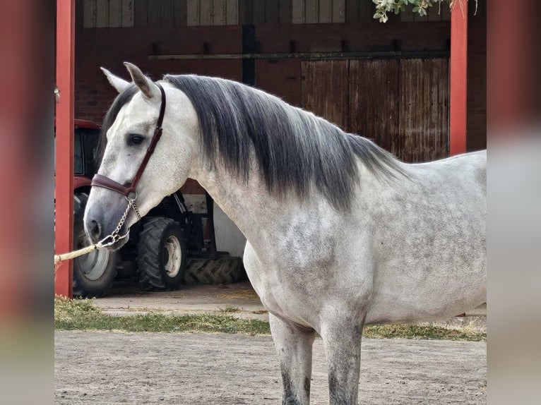 PRE Mix Stallion 4 years 16 hh Gray in Valladolid