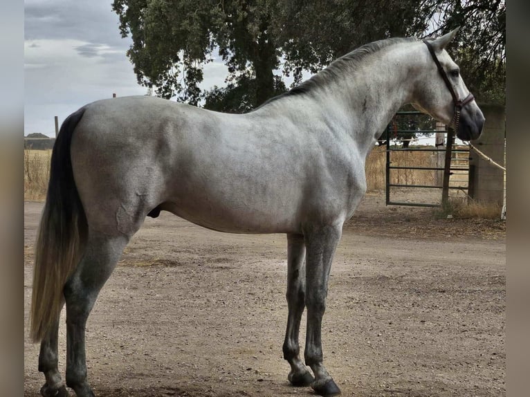 PRE Mix Stallion 4 years 16 hh Gray in Valladolid