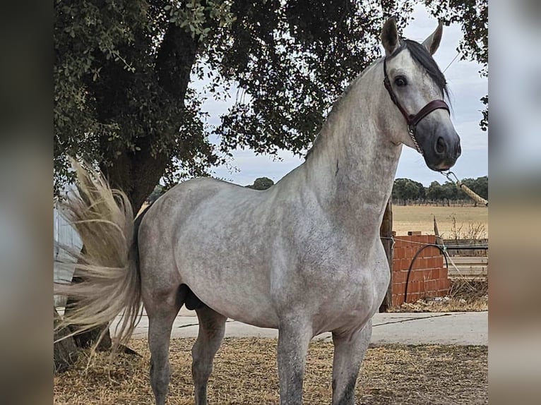 PRE Mix Stallion 4 years 16 hh Gray in Valladolid