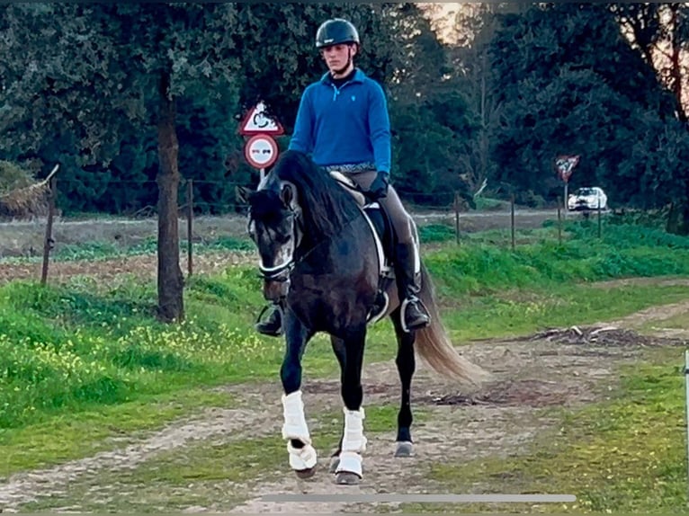 PRE Mix Stallion 4 years 16 hh Gray in Merida