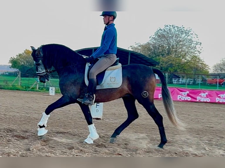 PRE Mix Stallion 4 years 16 hh Gray in Merida