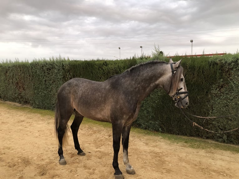 PRE Stallion 4 years 16 hh Gray in Pilas