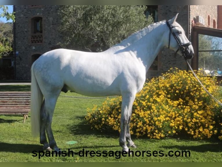 PRE Stallion 4 years 16 hh Gray in Barcelona