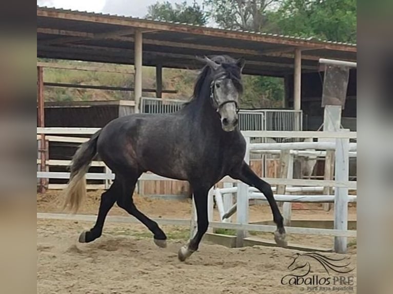 PRE Stallion 4 years 16 hh Gray in Barcelona