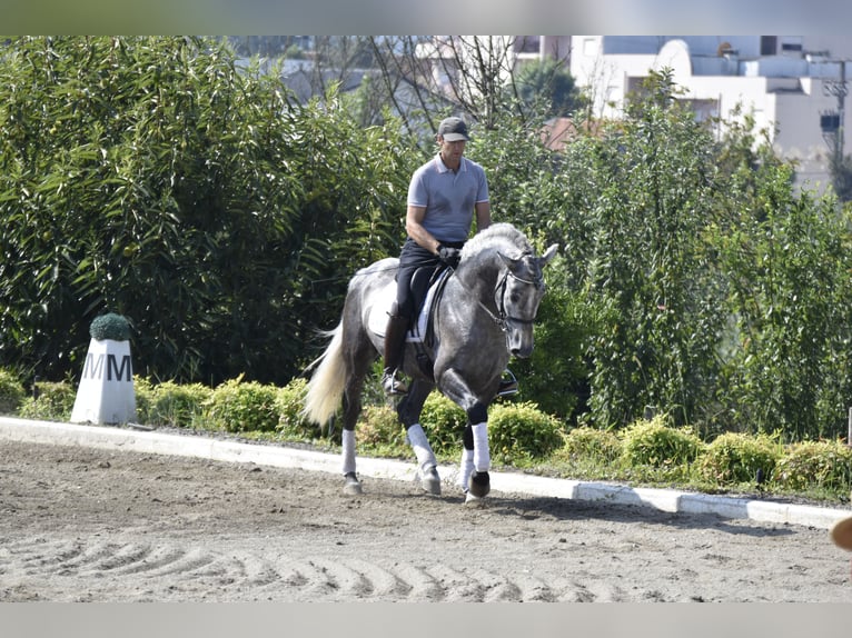 PRE Stallion 4 years 16 hh Gray in Guimarães